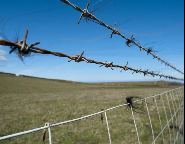 Why Choose Single Twist Barbed Wire for Large-Scale Farm Fencing?
